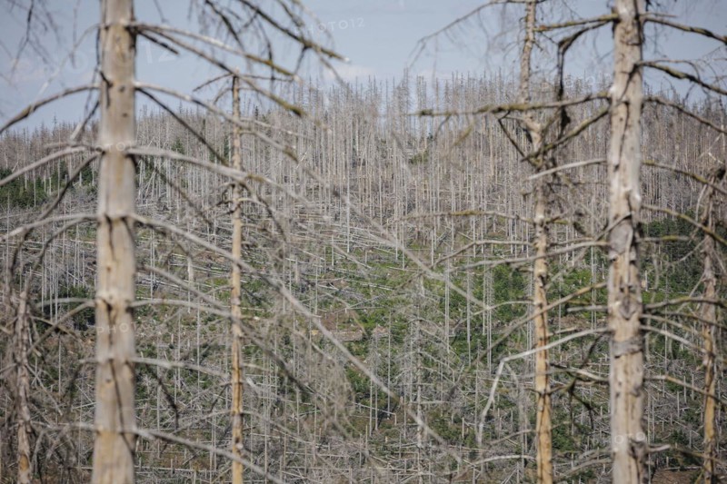 Symbolic photo on the subject of forest dieback in Germany. Spruce trees that have died due to drought and infestation by bark beetles stand in a forest in the Harz Mountains. Altenau, 28.06.2022, Altenau, Germany, Europe
