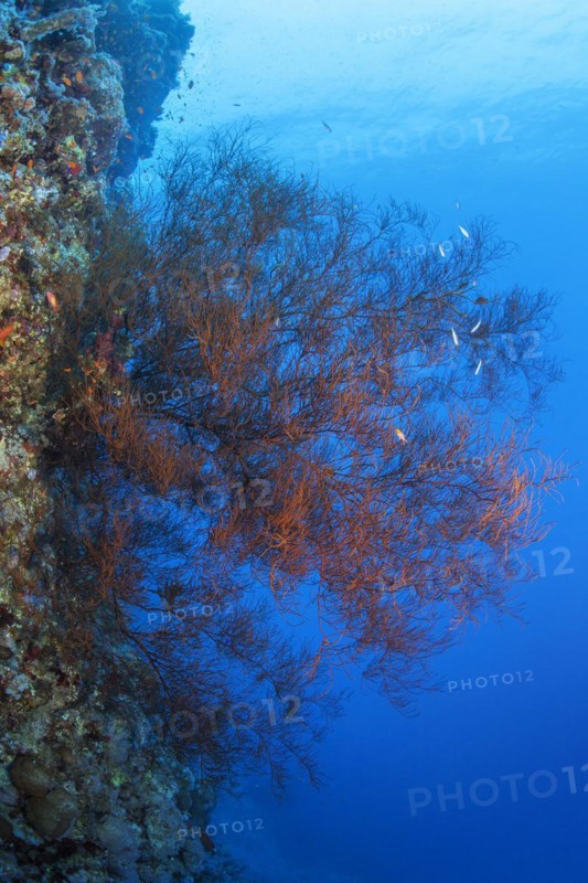 Black coral