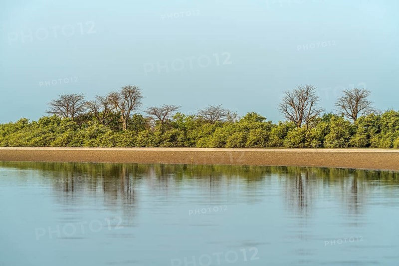 Mangrove Landscape, Kathior Island, Missirah, Sine Saloum Delta, Senegal, West Africa, Africa