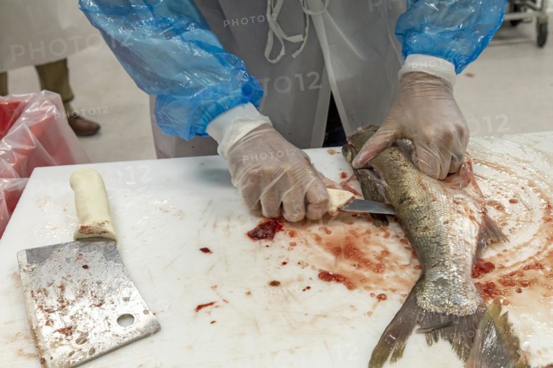 East Peoria, Illinois, Workers at Sorce Freshwater process and package silver carp