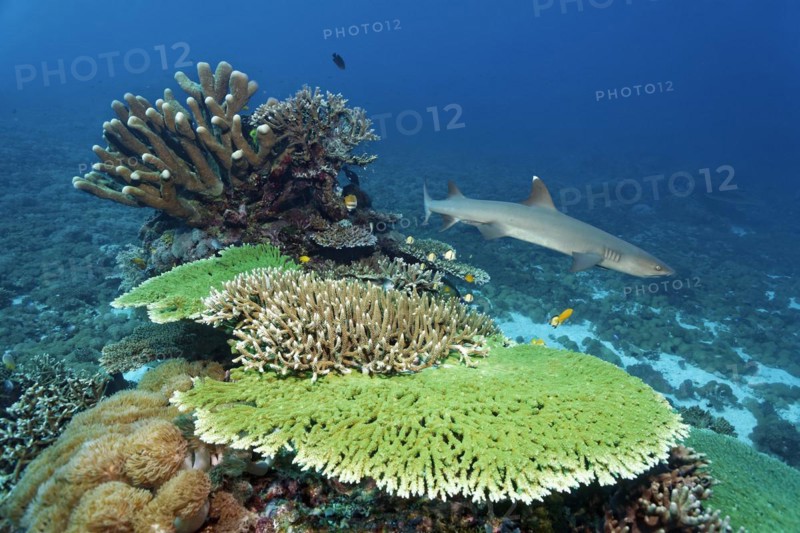 Coral reef with Acropora corals, in front hyacinth table coral