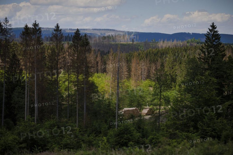 Symbolic photo on the subject of forest dieback in Germany. Spruce trees that have died due to drought and infestation by bark beetles stand in a forest in the Harz Mountains. Altenau, 28.06.2022, Altenau, Germany, Europe