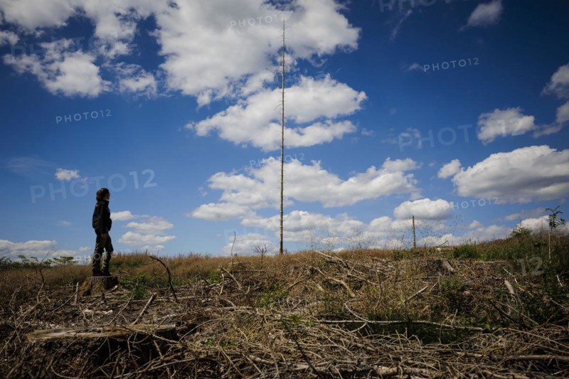 Symbolic photo on the subject of forest dieback in Germany. Spruce trees that have died due to drought and infestation by bark beetles stand in a forest in the Harz Mountains. Altenau, 28.06.2022, Altenau, Germany, Europe