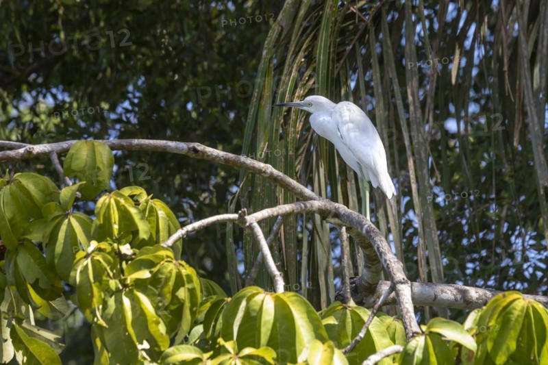 Tortuguero National Park, Costa Rica, A juvenile little blue heron