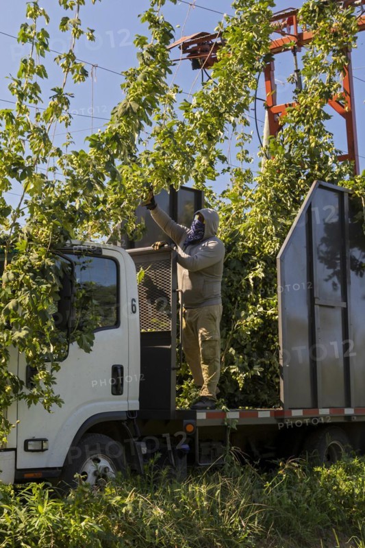 Baroda, Michigan, A Mexican-American crew harvests hops at Hop Head Farms in west Michigan. The red cutting machine cuts the ropes on which the hop vines have been growing, and workers then pull the vines onto the a truck