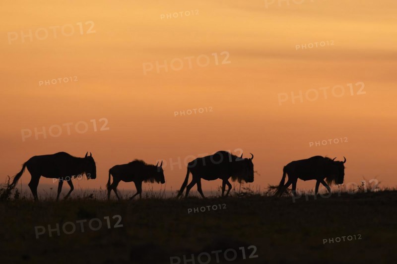 White-bearded wildebeest
