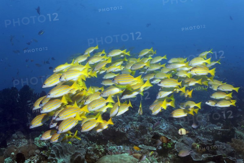Shoal of bluestripe snapper