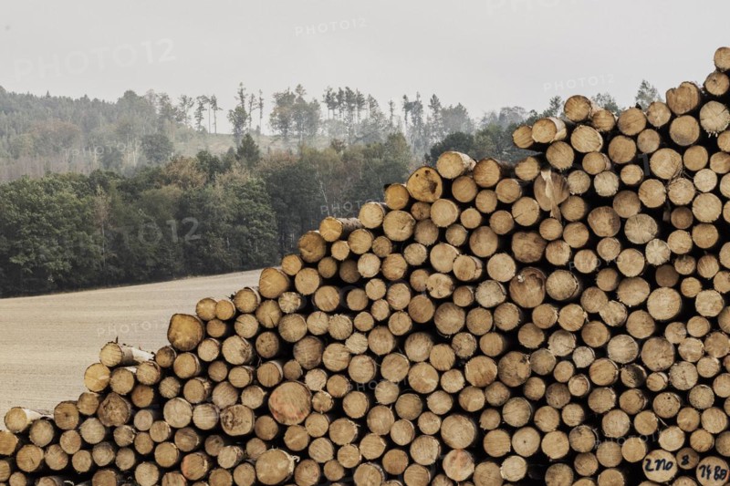 A stack of wood looms in front of a forest in Grosskuni, Grosskunitz, Germany, Europe