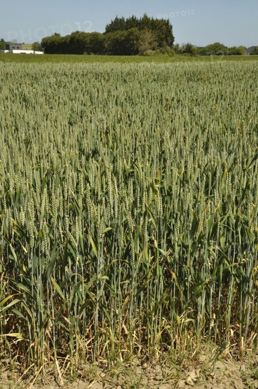 Green wheat fields in Brittany