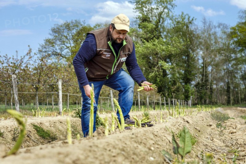 Farmer harvesting green asparagus, Rheurdt, North Rhine-Westphalia, Germany, Europe