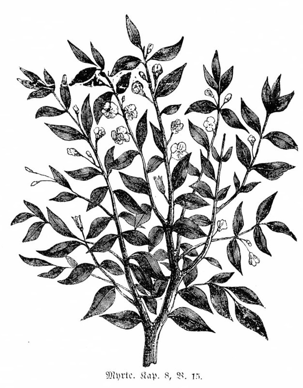 Myrtle, Jerusalem, mountains, olive branches, balsam, trees, leaf huts, leaves, branches, Bible, Old Testament, The Book of Nehemiah, Chapter 8, Verse 15, historical illustration c. 1850