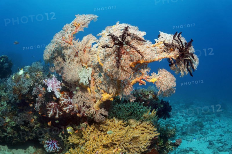 From left, feather hydrozoan