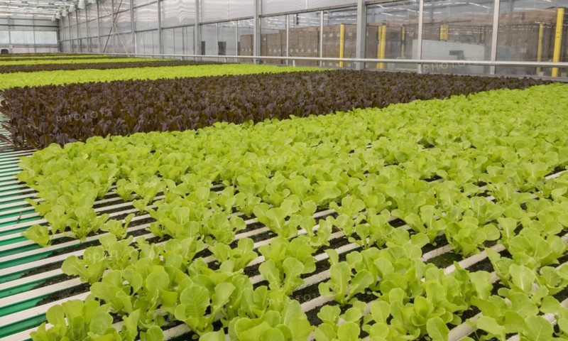 highly automated hydroponic farm which grows lettuce in a huge greenhouse, Revolution Farms, Caledonia, Michigan, USA, North America
