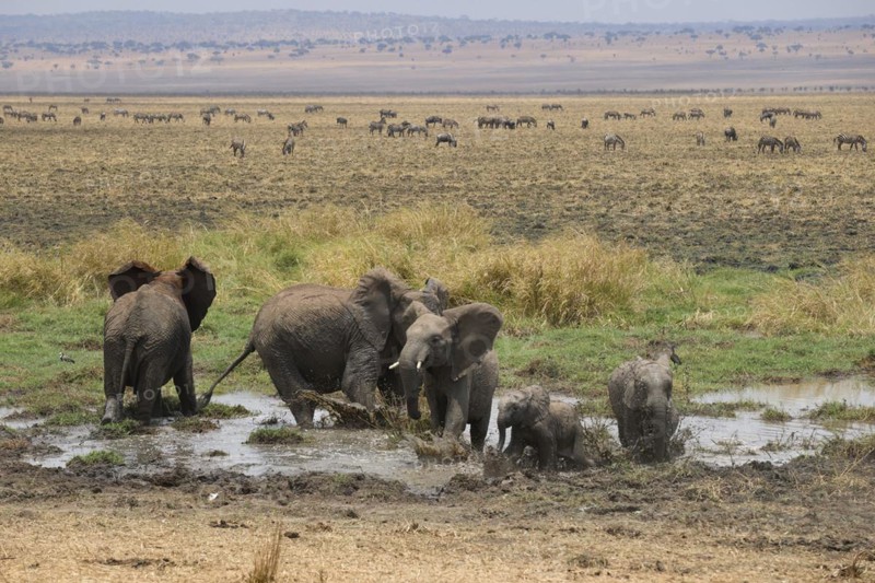 African elephants