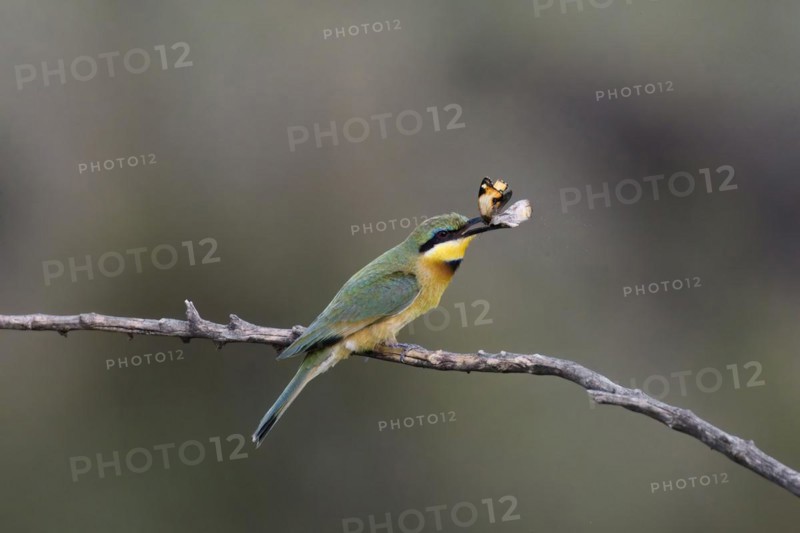 Little bee-eater