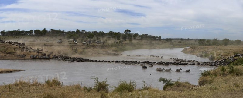 White-bearded wildebeest