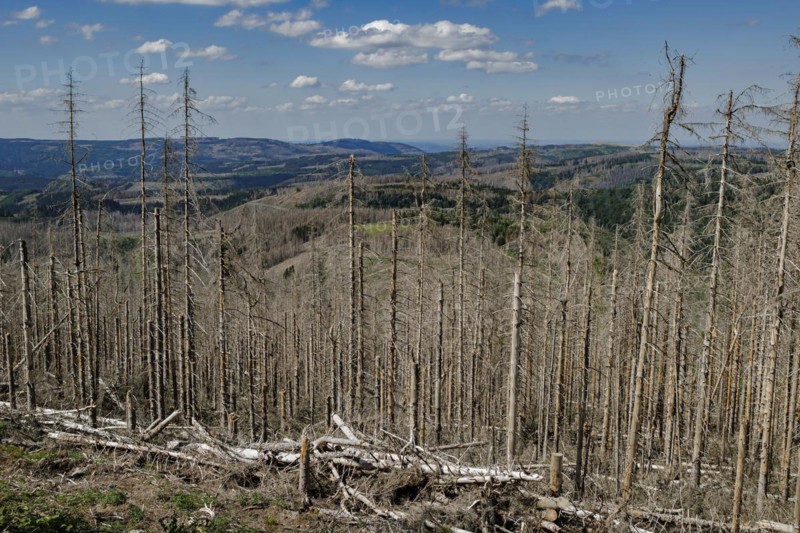 Symbolic photo on the subject of forest dieback in Germany. Spruce trees that have died due to drought and infestation by bark beetles stand in a forest in the Harz Mountains. Altenau, 28.06.2022, Altenau, Germany, Europe
