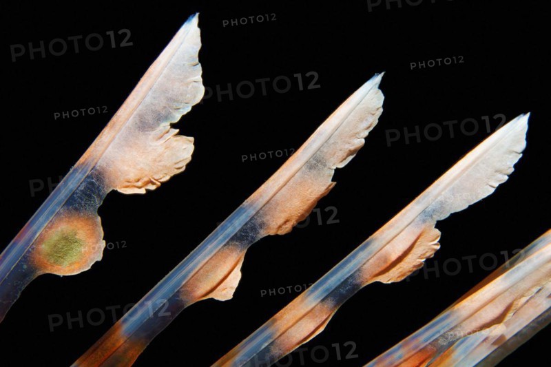 Spiny rays of the dorsal fin, venomous, common lionfish