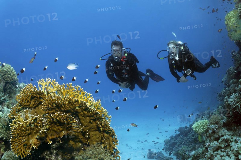 Diver, female diver, pair, two, looking at, looking at intact coral reef with school of bicoloured swallowtail