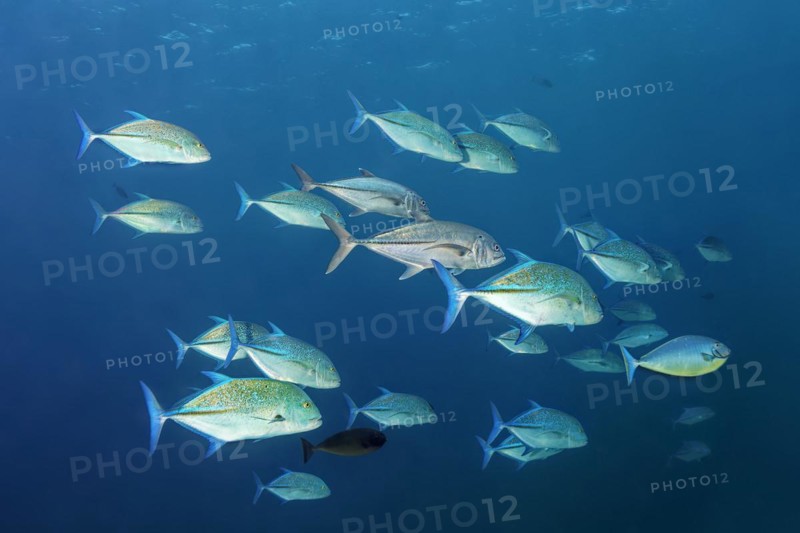 Shoal of bluefin trevally