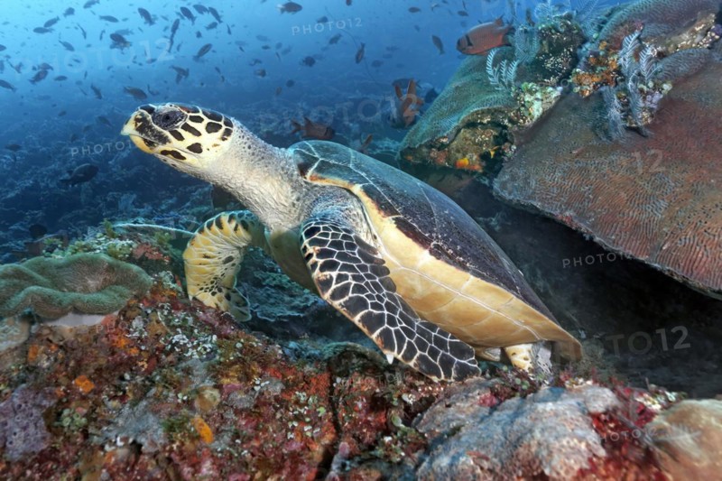 Loggerhead sea turtle