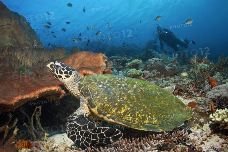 Diver observes loggerhead sea turtle