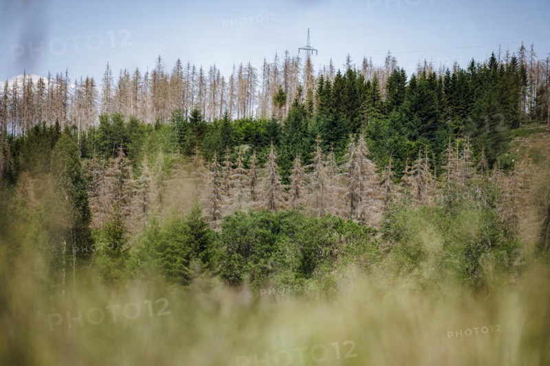 Symbolic photo on the subject of forest dieback in Germany. Spruce trees that have died due to drought and infestation by bark beetles stand in a forest in the Harz Mountains. Altenau, 28.06.2022, Altenau, Germany, Europe
