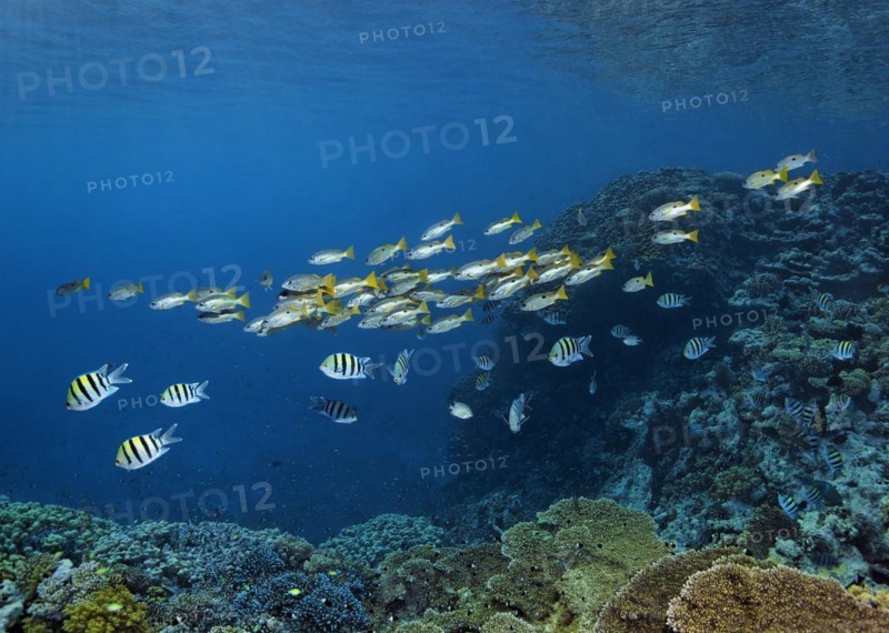 Shoal of Ehrensberg snapper