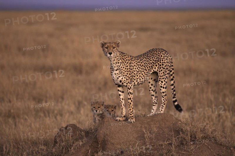 Cheetah