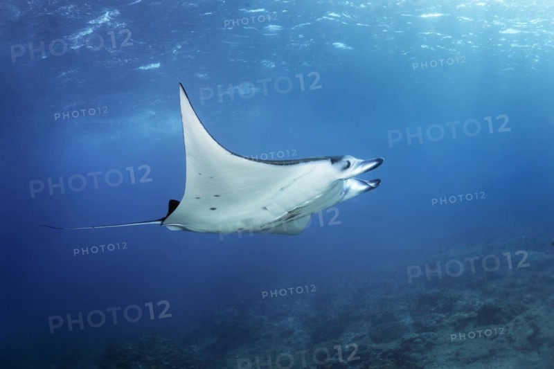 Reef manta ray