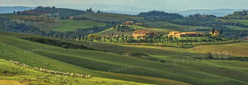Landscape Panorama Crete Toscana with Flock of Sheep Italy