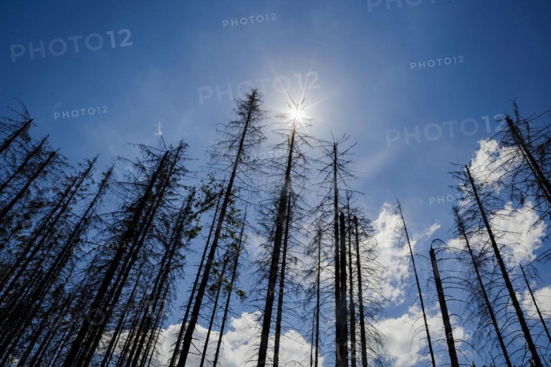 Symbolic photo on the subject of forest dieback in Germany. Spruce trees that have died due to drought and infestation by bark beetles stand in a forest in the Harz Mountains. Altenau, 28.06.2022, Altenau, Germany, Europe