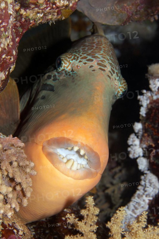 Yellowmargin triggerfish