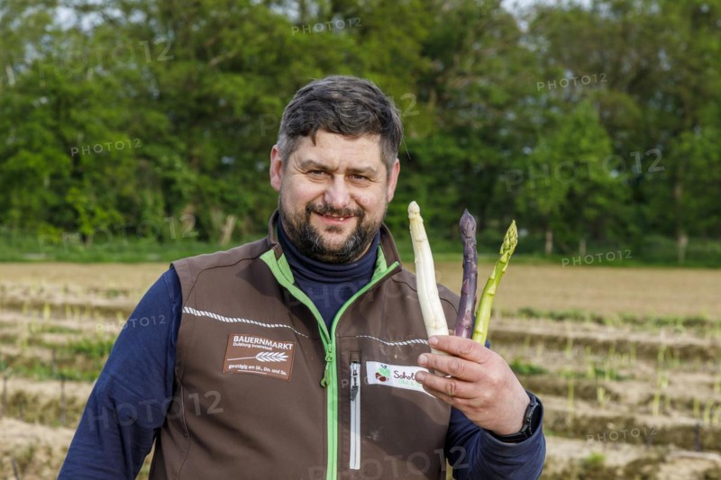 Farmer during asparagus harvest with white, green and violet or purple asparagus, a rare variety from Italy, Rheurdt, North Rhine-Westphalia, Germany, Europe