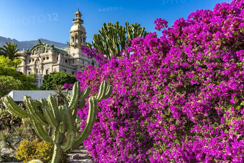 Bougainvillea and cactus garden, the casino building in the back, Casino Garden, Monte Carlo, Principality of Monaco