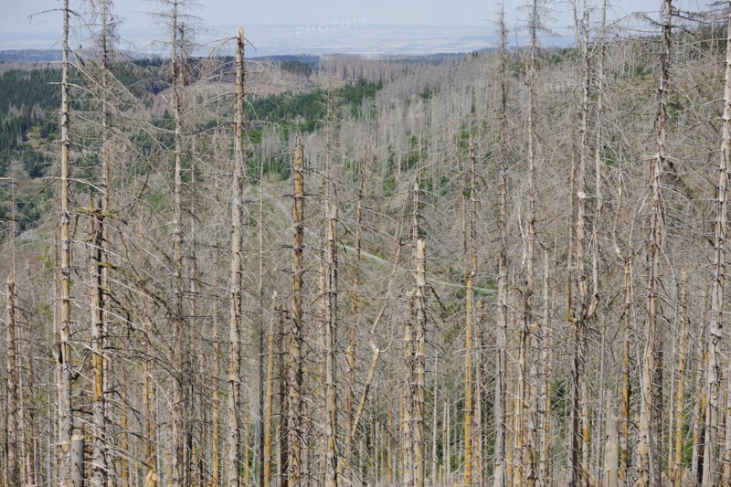 Symbolic photo on the subject of forest dieback in Germany. Spruce trees that have died due to drought and infestation by bark beetles stand in a forest in the Harz Mountains. Altenau, 28.06.2022, Altenau, Germany, Europe