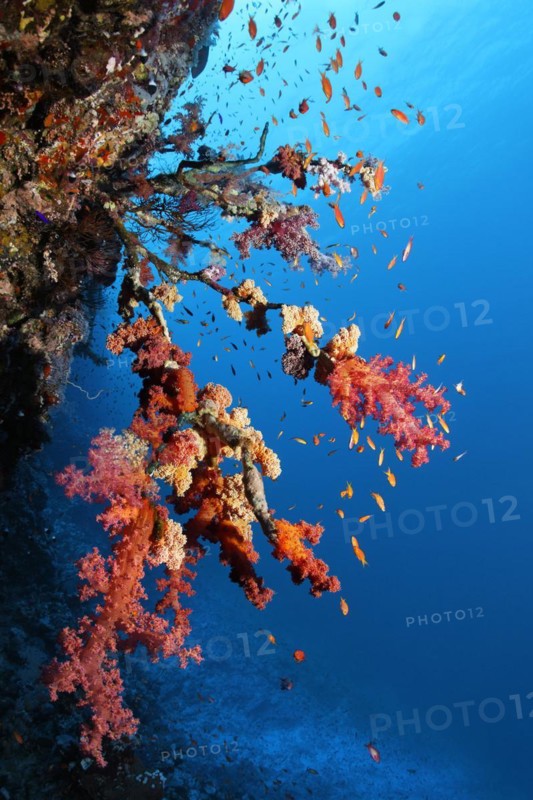 Klunzingers soft corals