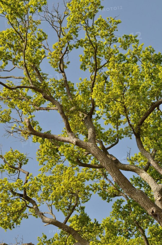 Leguay oak National forest of Bord-Louviers Eure Normandy