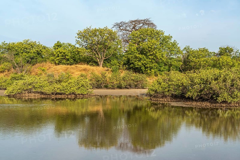 Mangrove Landscape, Kathior Island, Missirah, Sine Saloum Delta, Senegal, West Africa, Africa