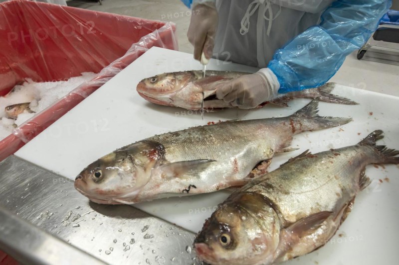 East Peoria, Illinois, Workers at Sorce Freshwater process and package silver carp