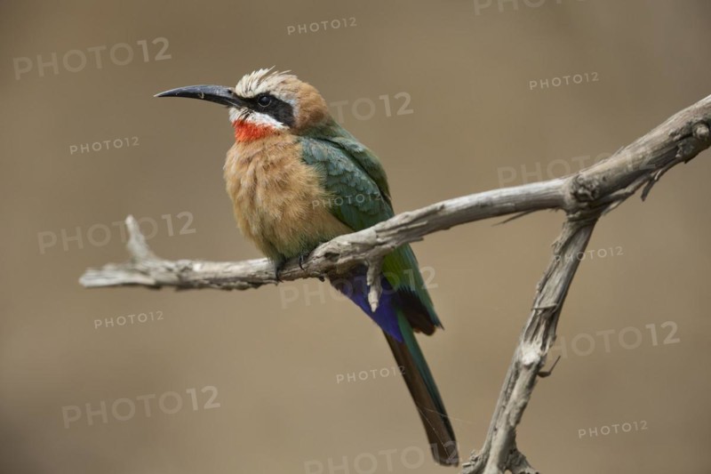 White-fronted bee-eater