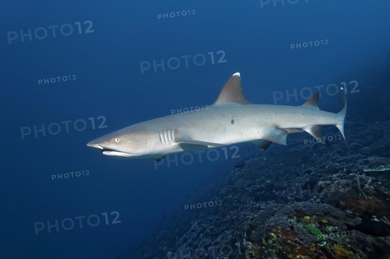 Whitetip reef shark