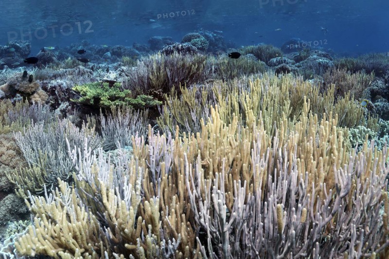 Coral reef canopy, large colony of finger leather coral