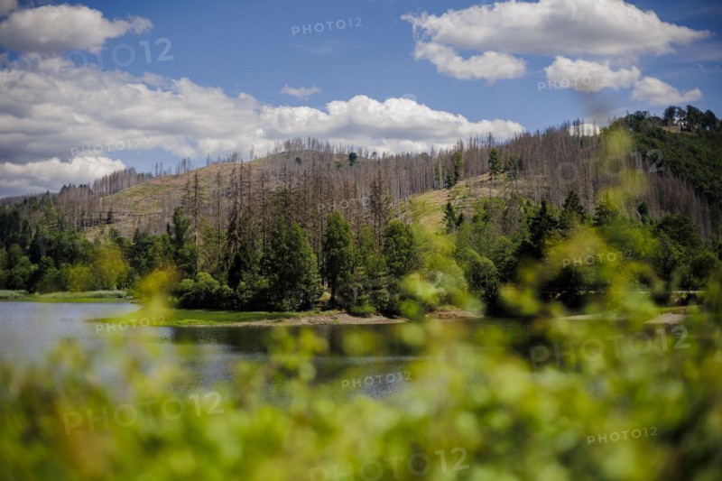 Symbolic photo on the subject of forest dieback in Germany. Spruce trees that have died due to drought and infestation by bark beetles stand at the Soes reservoir in a forest in the Harz mountains. Riefensbeek, 28.06.2022, Riefensbeek, Germany, Europe