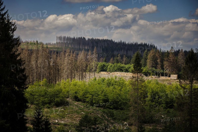 Symbolic photo on the subject of forest dieback in Germany. Spruce trees that have died due to drought and infestation by bark beetles stand in a forest in the Harz Mountains. Altenau, 28.06.2022, Altenau, Germany, Europe