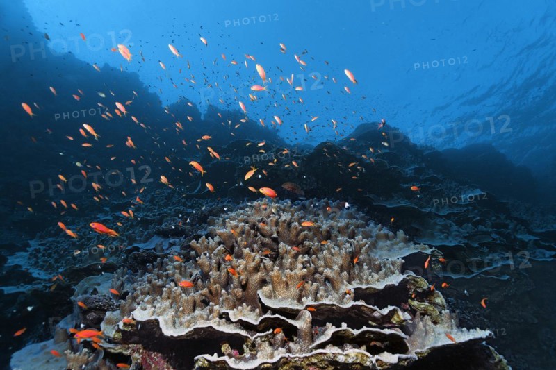Coral reef rubble with Acropora stone coral