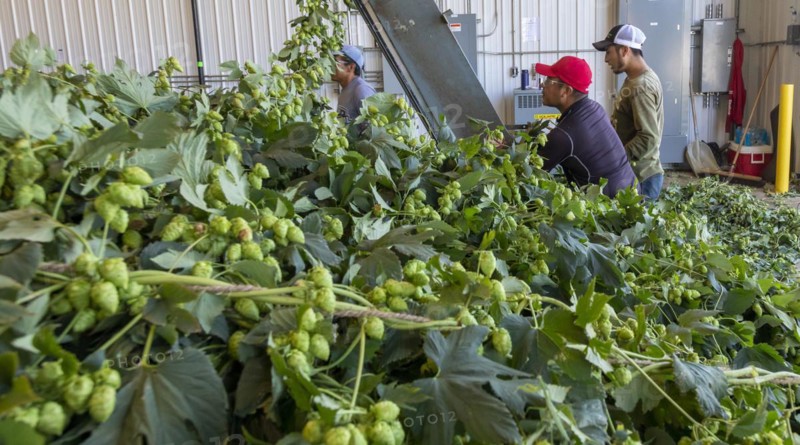 Baroda, Michigan, A Mexican-American crew processes hops at Hop Head Farms in west Michigan. They attach the bines, or vines, to hop harvesting machines that will separate the cones, or flowers, from the bines