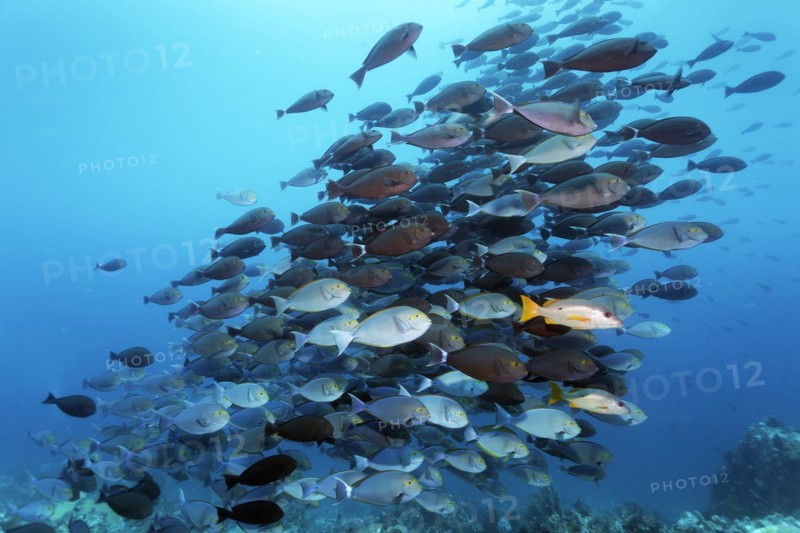 Shoal of eye-spotted doctorfish