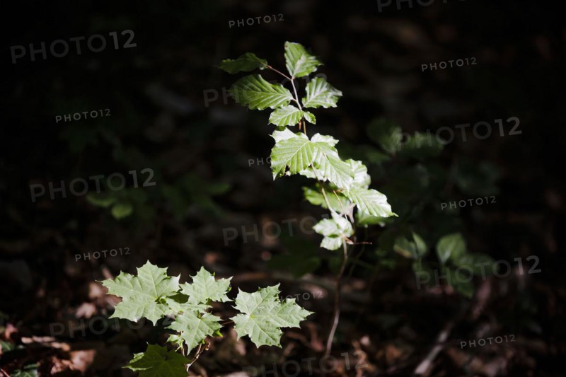 Young trees of Norway maple