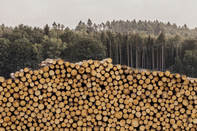 A stack of wood looms in front of a forest in Grosskuni, Grosskunitz, Germany, Europe